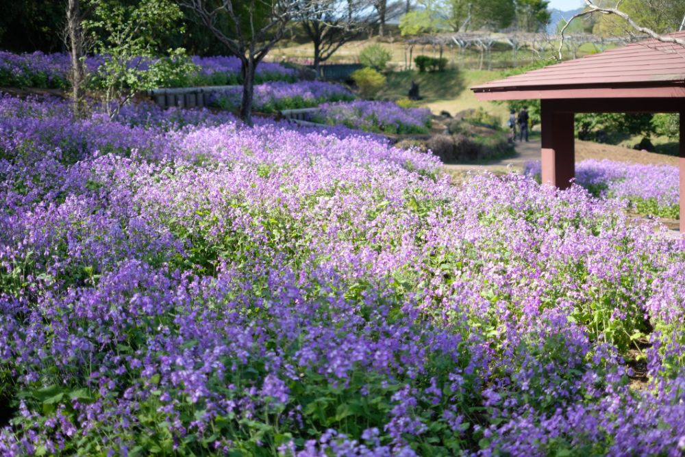 2023/4/10【開花状況】早咲きバラの開花！見頃の八重桜、シャガ、ムラサキハナナなど