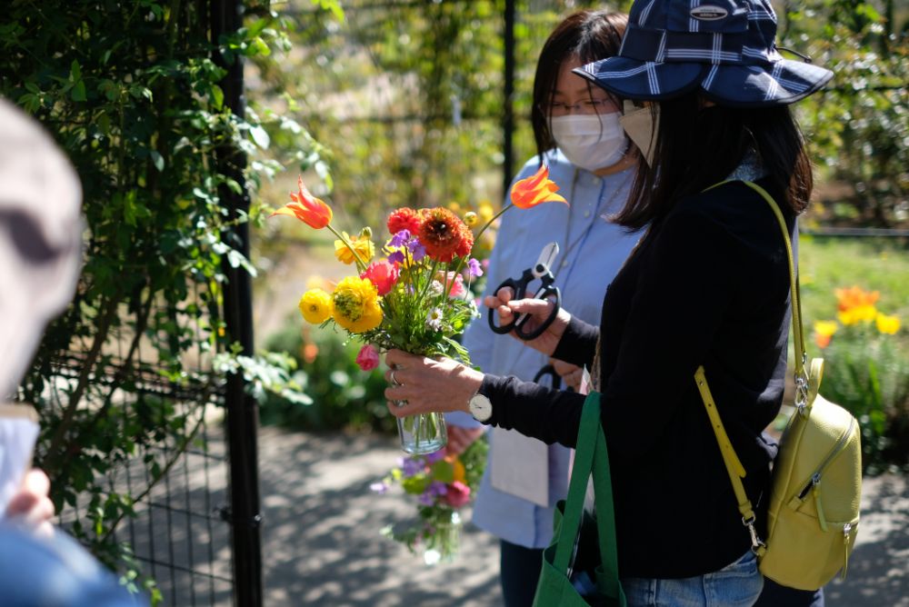 ポピーやラナンキュラスと春の草花摘みツアー