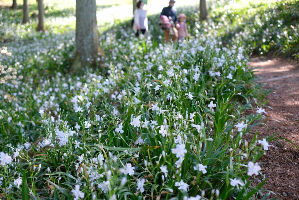 2023/4/10【開花状況】早咲きバラの開花！見頃の八重桜、シャガ、ムラサキハナナなど