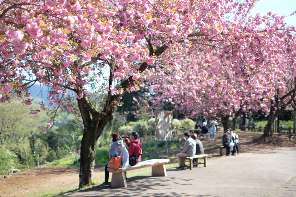 2023/4/10【開花状況】早咲きバラの開花！見頃の八重桜、シャガ、ムラサキハナナなど