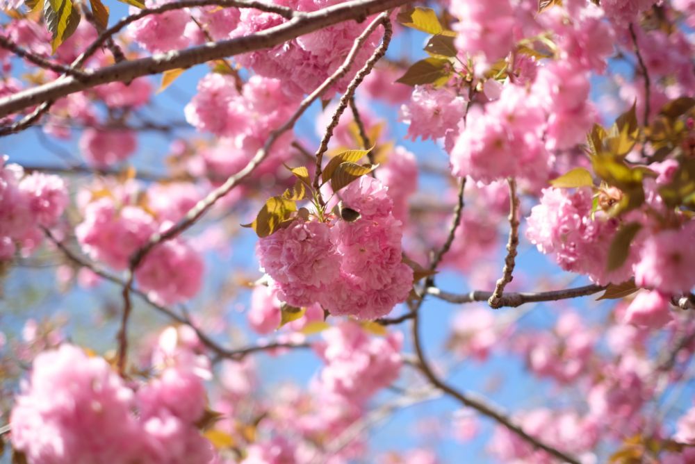 2023/4/10【開花状況】早咲きバラの開花！見頃の八重桜、シャガ、ムラサキハナナなど