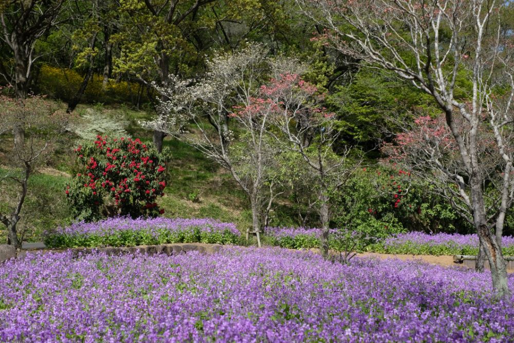 2023/4/13【開花状況】ボタン、フジ、チゴユリの開花。満開のシャガ、ヤマブキ