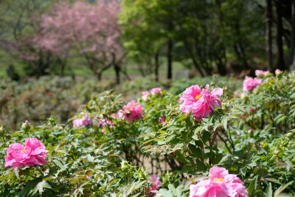 2023/4/13【開花状況】ボタン、フジ、チゴユリの開花。満開のシャガ、ヤマブキ