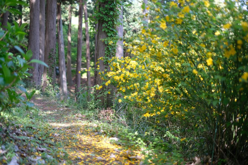 2023/4/13【開花状況】ボタン、フジ、チゴユリの開花。満開のシャガ、ヤマブキ