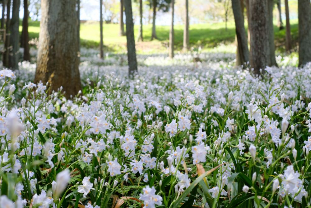 2023/4/13【開花状況】ボタン、フジ、チゴユリの開花。満開のシャガ、ヤマブキ