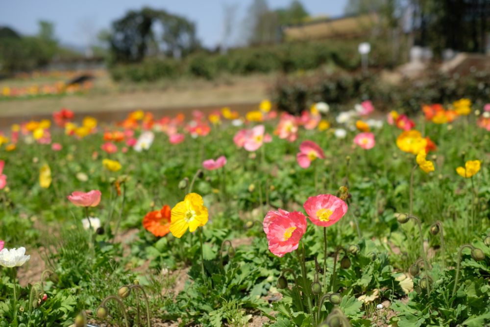 2023/4/13【開花状況】ボタン、フジ、チゴユリの開花。満開のシャガ、ヤマブキ