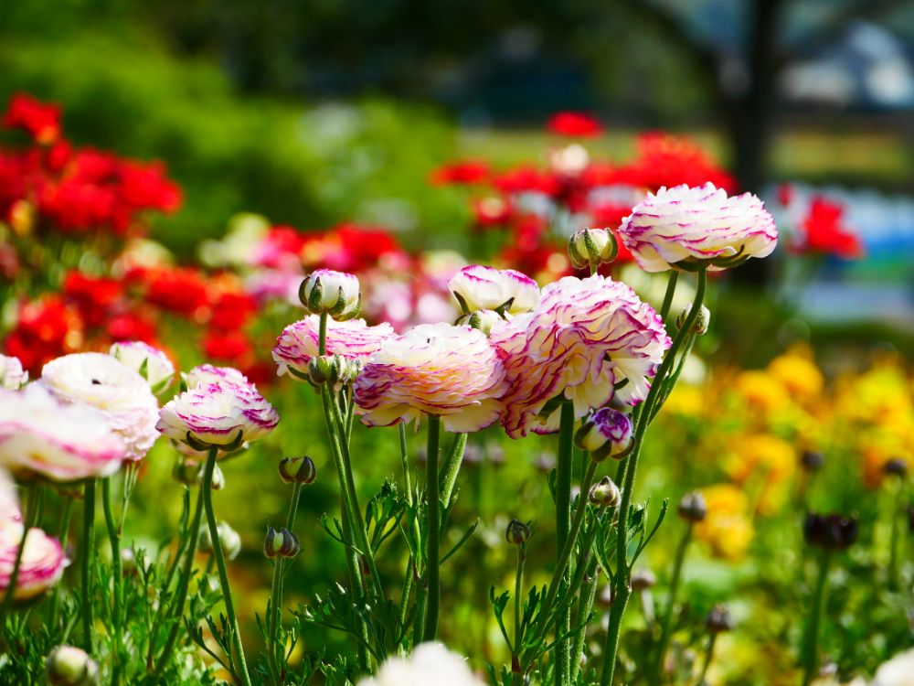 2023/4/10【開花状況】早咲きバラの開花！見頃の八重桜、シャガ、ムラサキハナナなど