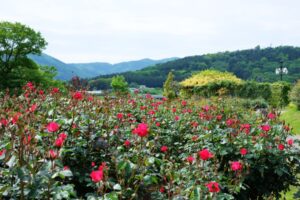 5月6日からバラシーズン料金に変わります