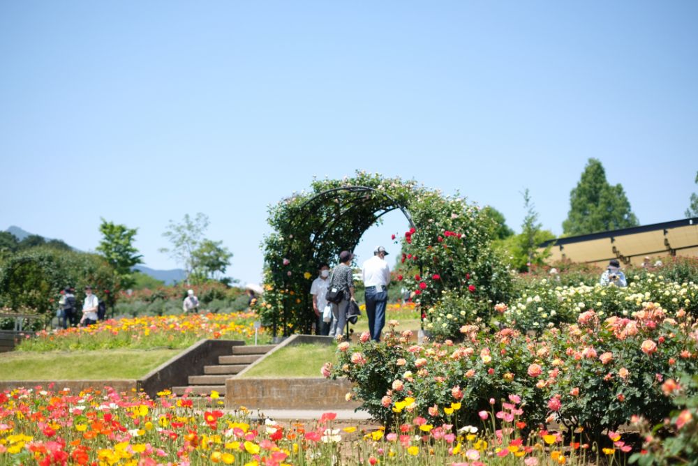 2023/5/10【開花状況】満開のバラとポピーのコラボが見れるのは今！