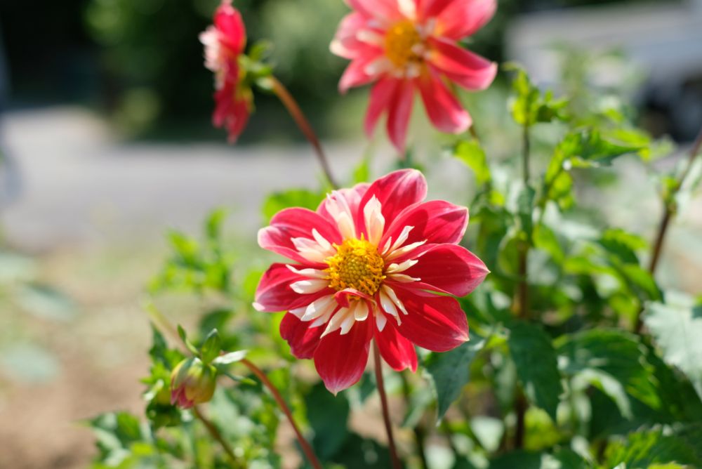 2023/5/12【開花状況】満開のバラ！薫るハーブ