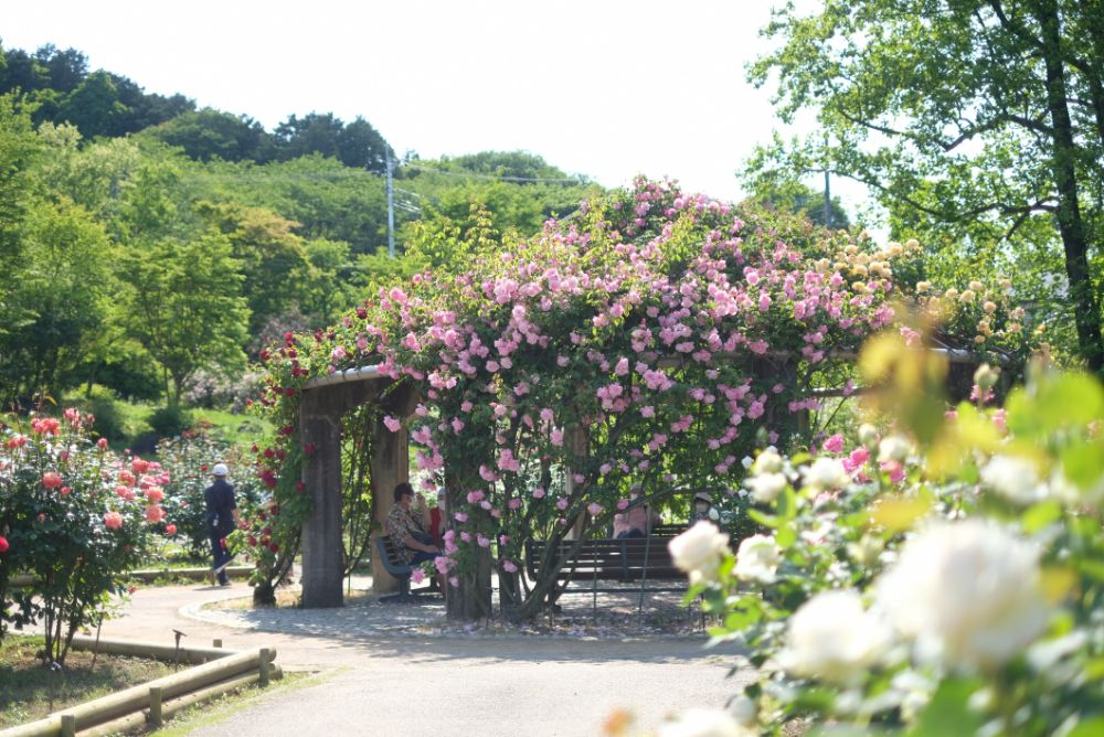 2023/5/12【開花状況】満開のバラ！薫るハーブ