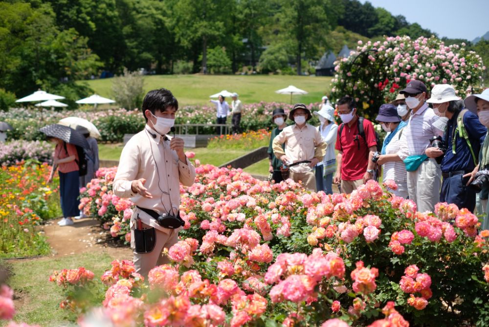 2023/5/17【開花状況】満開のバラ！ガーデナースタッフが今のおすすめをご紹介するツアーを開催