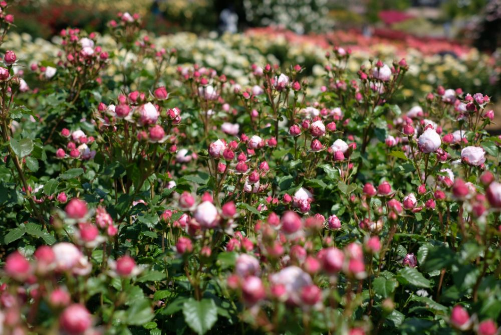 春バラと初夏の草花摘みアクティビティ