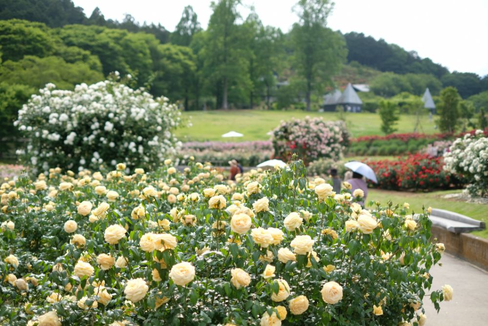 2023/5/24【開花状況】3年目でようやくアーチを覆ったバラのトンネル！