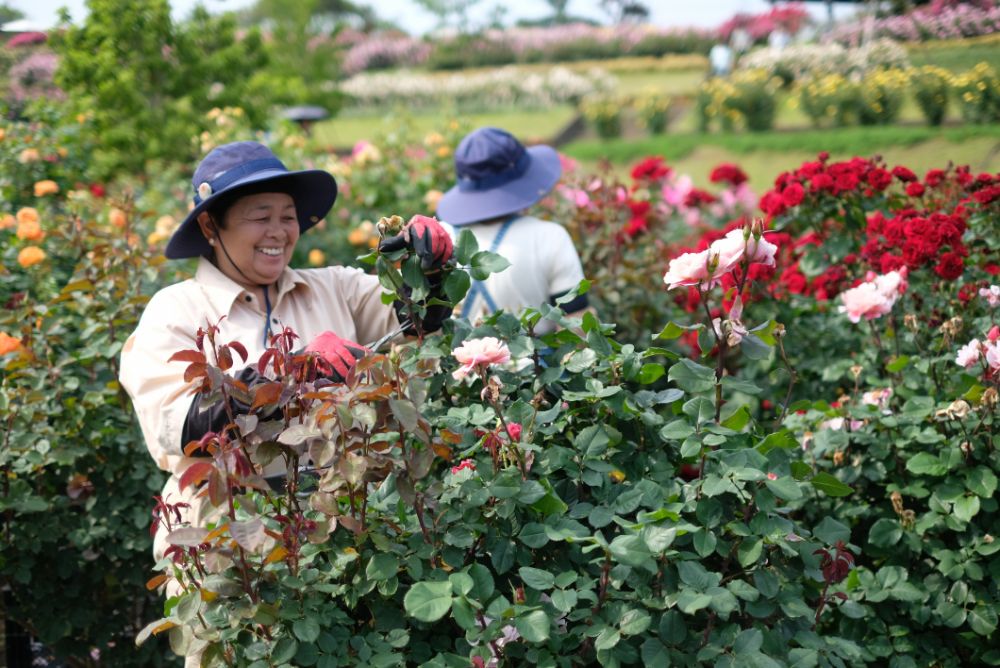 2023/5/24【開花状況】3年目でようやくアーチを覆ったバラのトンネル！