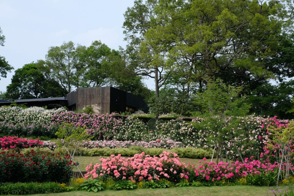 2023/5/24【開花状況】3年目でようやくアーチを覆ったバラのトンネル！