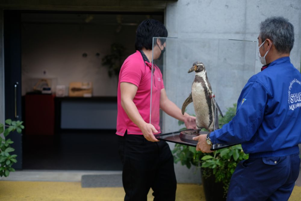 アクアワールド・大洗とコラボ！サメやペンギンの剥製をエントランスギャラリーにて展示中