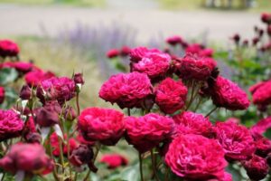 上質な音楽と四季の花々のコラボレーション「音の花束コンサート」シリーズ