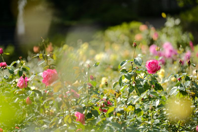 上質な音楽と四季の花々のコラボレーション「音の花束コンサート」シリーズ