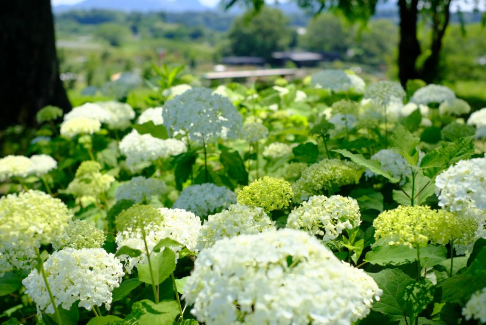 2023/6/8【開花状況】カラフルなアジサイ／香るラベンダー摘み