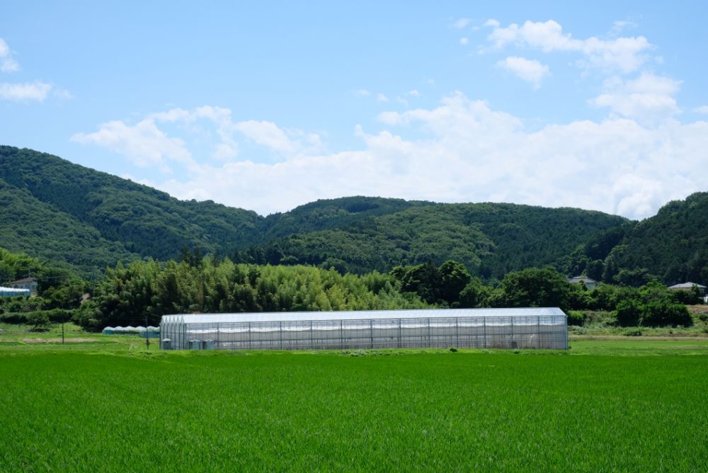 生産者レポート！マーケットに、八郷のトルコギキョウが入荷