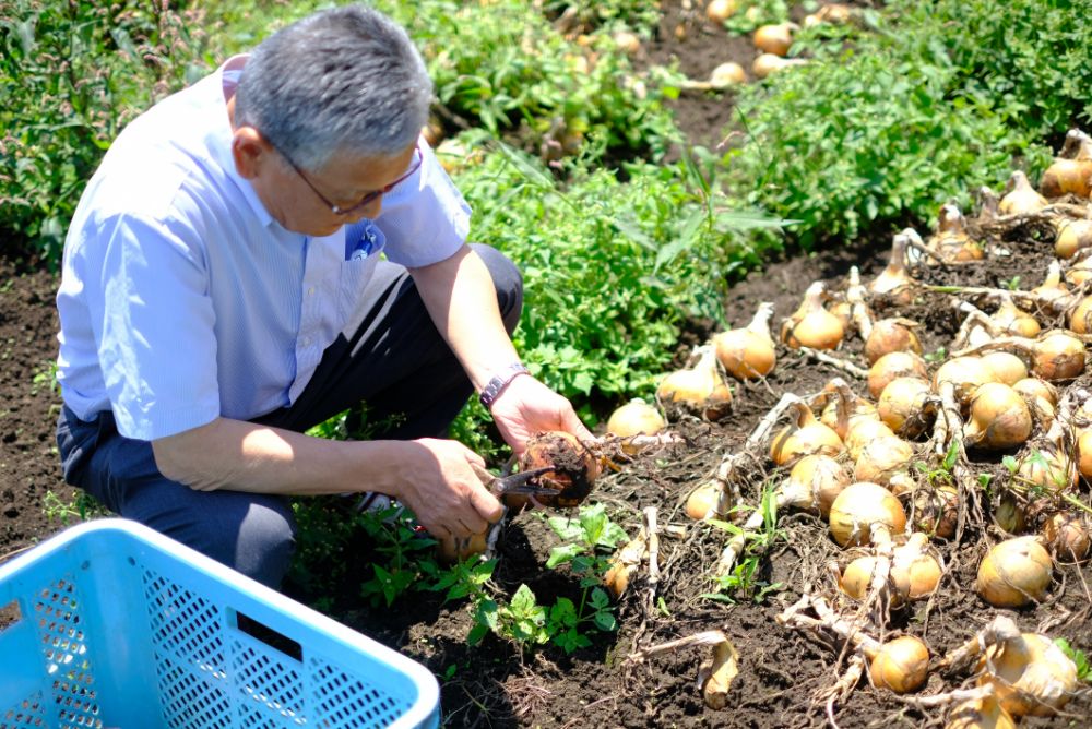 生産者レポート！マーケットに、八郷のトルコギキョウが入荷