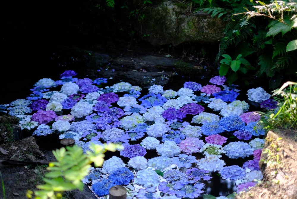 2023/6/24【開花状況】アジサイの花手水／ひまわりの開花、マーケットで販売中！