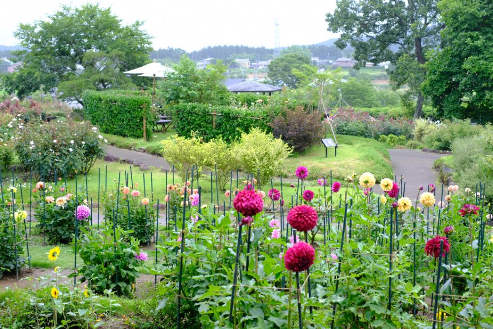 2023/6/24【開花状況】アジサイの花手水／ひまわりの開花、マーケットで販売中！