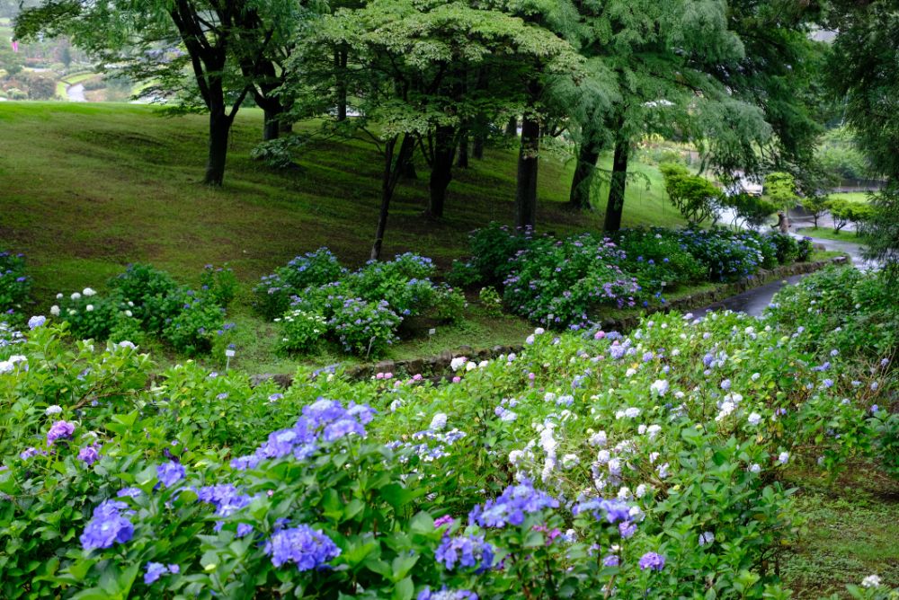 2023/6/28【開花状況】バラの二番花が見頃！週末はアクティビティが満載