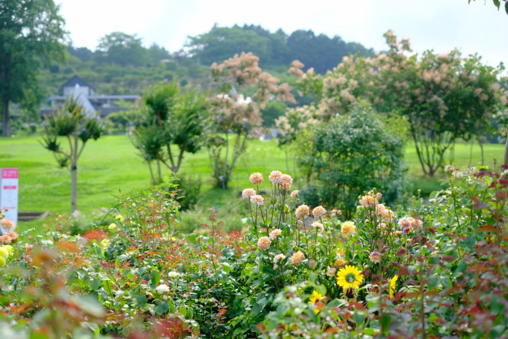 2023/6/28【開花状況】バラの二番花が見頃！週末はアクティビティが満載