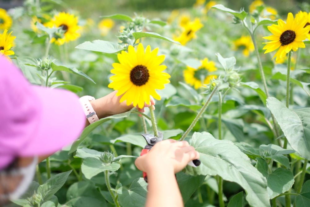 「フラワーパークでしたい100のこと」にチャレンジして、花や自然を満喫する特典満載の「夏休みキッズフリーパス」