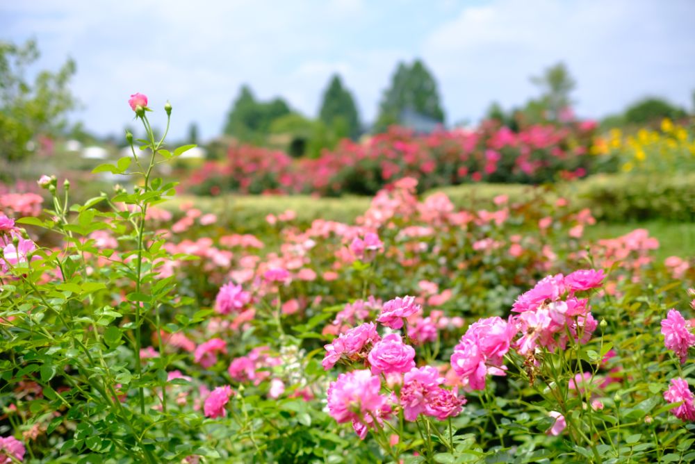 2023/7/3【開花状況】ヤマユリの開花！二番花の見頃の春バラやヒマワリ、レンゲショウマ