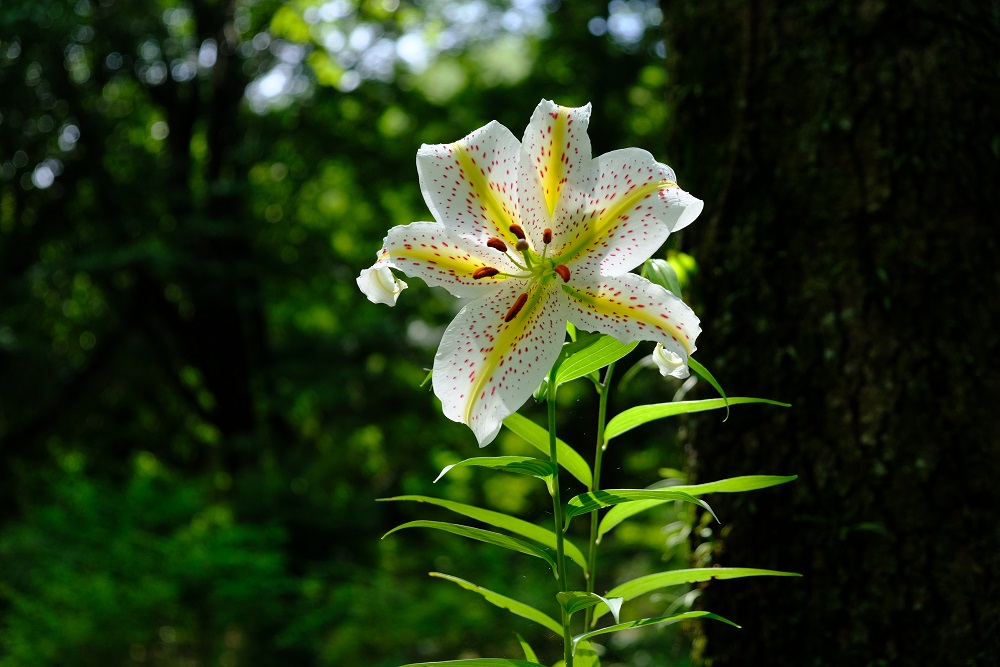 2023/7/3【開花状況】ヤマユリの開花！二番花の見頃の春バラやヒマワリ、レンゲショウマ