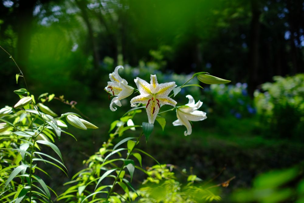 2023/7/3【開花状況】ヤマユリの開花！二番花の見頃の春バラやヒマワリ、レンゲショウマ