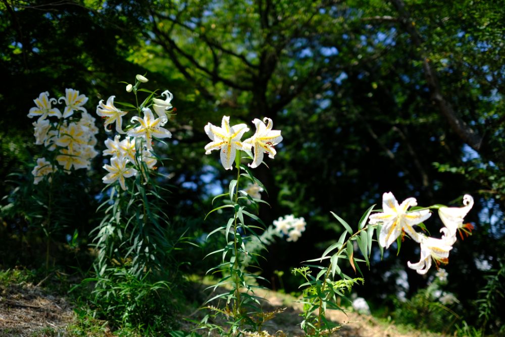 2023/7/12【開花状況】ヤマユリの見頃。夏を感じるヒマワリと風鈴