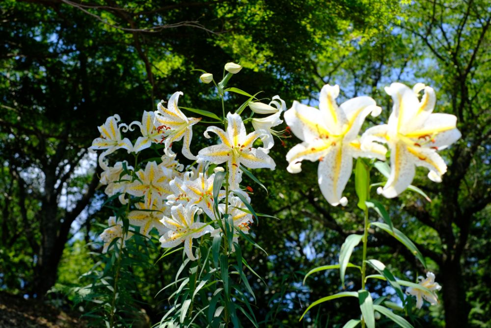 2023/7/12【開花状況】ヤマユリの見頃。夏を感じるヒマワリと風鈴