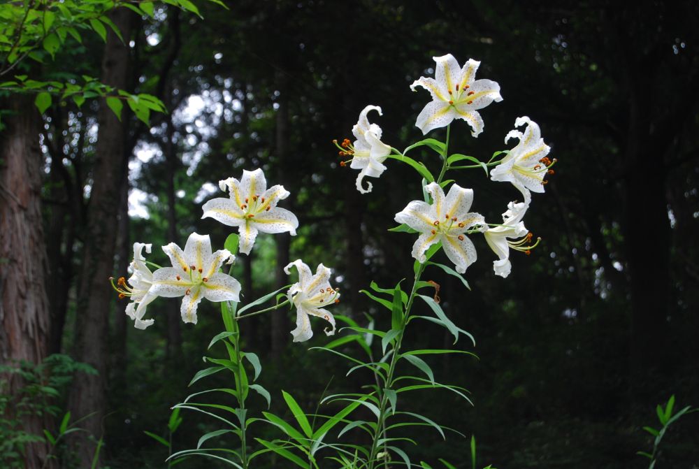 「フラワーパークでしたい100のこと」にチャレンジして、花や自然を満喫する特典満載の「夏休みキッズフリーパス」