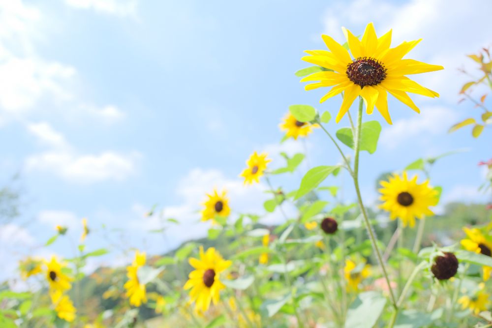 「フラワーパークでしたい100のこと」にチャレンジして、花や自然を満喫する特典満載の「夏休みキッズフリーパス」