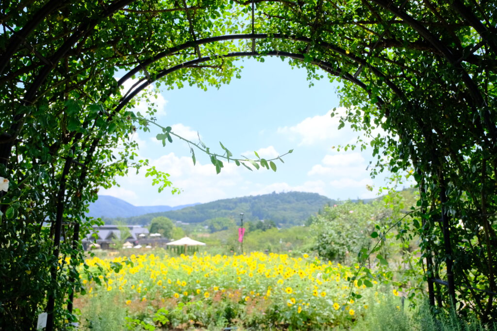 夏のフラワー号