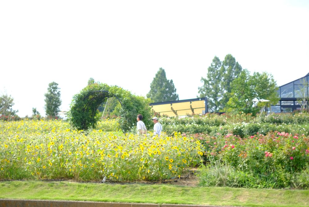 2023/8/19【開花状況】ヒマワリは明日8/20まで！JR特別列車運行＆音の花束コンサート開催