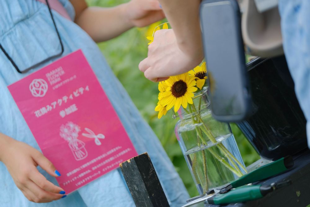 2023/8/19【開花状況】ヒマワリは明日8/20まで！JR特別列車運行＆音の花束コンサート開催