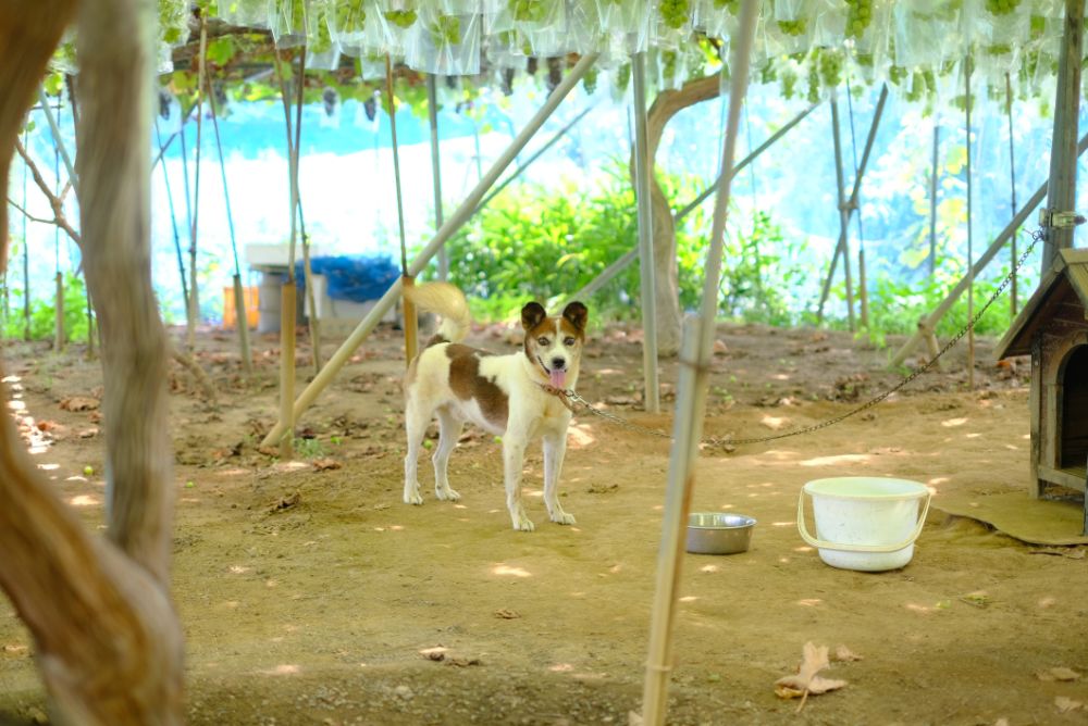 フルーツの秋！地元のシャインマスカットを使った贅沢パフェや爽やかモヒートなどのカフェメニュー