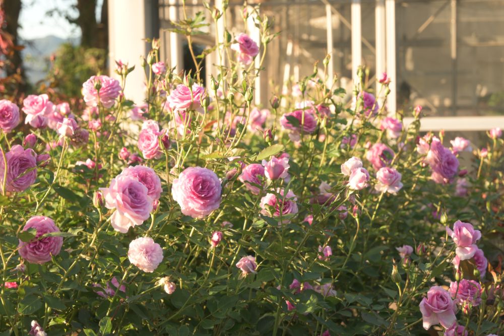 バラと温かな音色に包まれる、金管バンドの「音の花束コンサート」開催