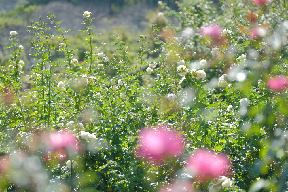 2023/11/8【開花状況】バラが咲き誇る品種園、平日はトゥクトゥクに乗って巡れる園内