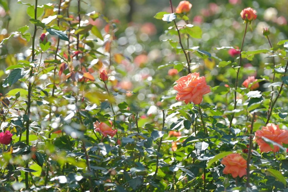 開花状況より、明日から入園料金が変更になります