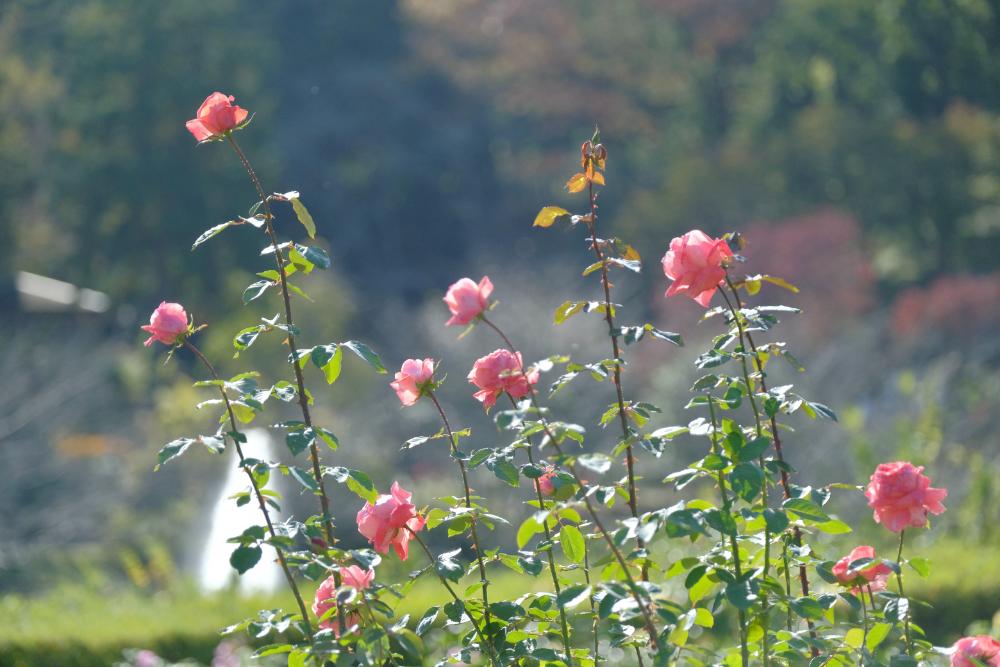 開花状況より、明日から入園料金が変更になります