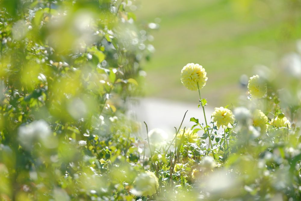 今日は茨城県民の日！県花のバラに囲まれて地元の食材を味わう
