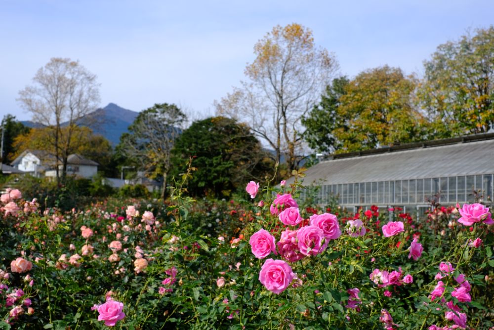 今日は茨城県民の日！県花のバラに囲まれて地元の食材を味わう