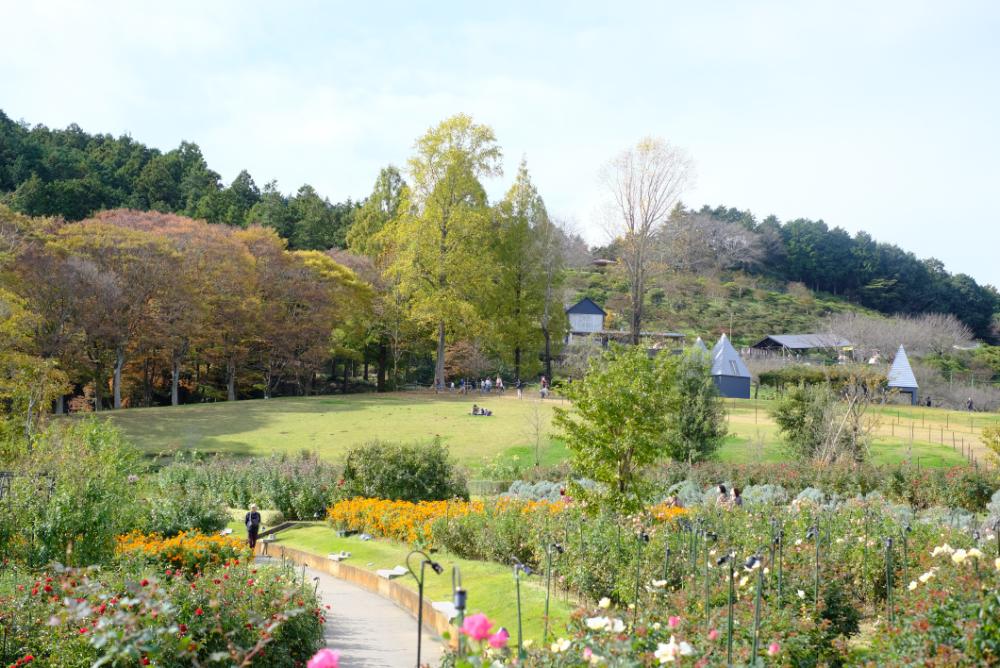 開花状況より、明日から入園料金が変更になります