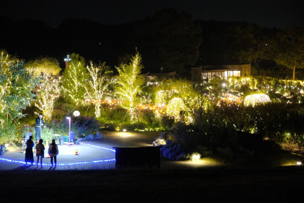 2023/11/8【開花状況】バラが咲き誇る品種園、平日はトゥクトゥクに乗って巡れる園内